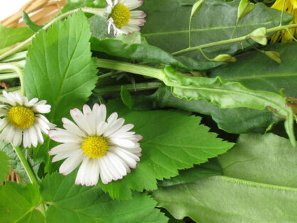 Die Bedeutung grüner Nahrung oder: Chlorophyll ist wichtig!